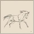 Picture of Sketched Horse II  _GroupedProduct_Square_Canvas_Framed_