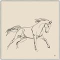 Picture of Sketched Horse II  _GroupedProduct_Square_Canvas_Framed_