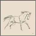 Picture of Sketched Horse II  _GroupedProduct_Square_Canvas_Framed_