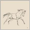 Picture of Sketched Horse II  _GroupedProduct_Square_Canvas_Framed_