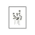 Picture of Black Botanical I  _GroupedProduct_Rectangle_Portrait_Canvas_Framed_