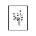 Picture of Black Botanical I  _GroupedProduct_Rectangle_Portrait_Canvas_Framed_