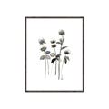 Picture of Black Botanical I  _GroupedProduct_Rectangle_Portrait_Canvas_Framed_