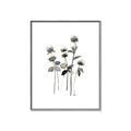 Picture of Black Botanical I  _GroupedProduct_Rectangle_Portrait_Canvas_Framed_