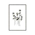 Picture of Black Botanical I  _GroupedProduct_Rectangle_Portrait_Canvas_Framed_