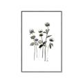 Picture of Black Botanical I  _GroupedProduct_Rectangle_Portrait_Canvas_Framed_