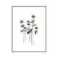 Picture of Black Botanical I  _GroupedProduct_Rectangle_Portrait_Canvas_Framed_