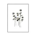 Picture of Black Botanical I  _GroupedProduct_Rectangle_Portrait_Canvas_Framed_