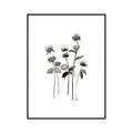 Picture of Black Botanical I  _GroupedProduct_Rectangle_Portrait_Canvas_Framed_