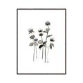 Picture of Black Botanical I  _GroupedProduct_Rectangle_Portrait_Canvas_Framed_