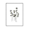 Picture of Black Botanical I  _GroupedProduct_Rectangle_Portrait_Canvas_Framed_