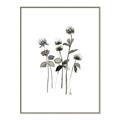 Picture of Black Botanical I  _GroupedProduct_Rectangle_Portrait_Canvas_Framed_