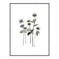Picture of Black Botanical I  _GroupedProduct_Rectangle_Portrait_Canvas_Framed_