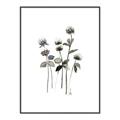 Picture of Black Botanical I  _GroupedProduct_Rectangle_Portrait_Canvas_Framed_