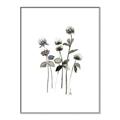 Picture of Black Botanical I  _GroupedProduct_Rectangle_Portrait_Canvas_Framed_