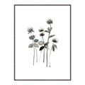 Picture of Black Botanical I  _GroupedProduct_Rectangle_Portrait_Canvas_Framed_