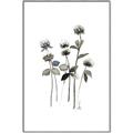 Picture of Black Botanical I  _GroupedProduct_Rectangle_Portrait_Canvas_Framed_