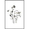 Picture of Black Botanical II  _GroupedProduct_Rectangle_Portrait_Canvas_Framed_