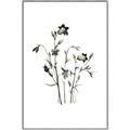 Picture of Black Botanical II  _GroupedProduct_Rectangle_Portrait_Canvas_Framed_