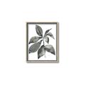 Picture of Black Watercolour Botanical I _GroupedProduct_Rectangle_Portrait_Canvas_Framed_