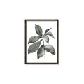 Picture of Black Watercolour Botanical I _GroupedProduct_Rectangle_Portrait_Canvas_Framed_