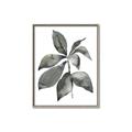 Picture of Black Watercolour Botanical I _GroupedProduct_Rectangle_Portrait_Canvas_Framed_