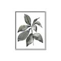 Picture of Black Watercolour Botanical I _GroupedProduct_Rectangle_Portrait_Canvas_Framed_