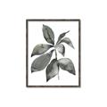 Picture of Black Watercolour Botanical I _GroupedProduct_Rectangle_Portrait_Canvas_Framed_