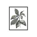 Picture of Black Watercolour Botanical I _GroupedProduct_Rectangle_Portrait_Canvas_Framed_