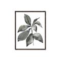 Picture of Black Watercolour Botanical I _GroupedProduct_Rectangle_Portrait_Canvas_Framed_