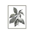 Picture of Black Watercolour Botanical I _GroupedProduct_Rectangle_Portrait_Canvas_Framed_
