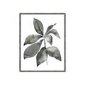Picture of Black Watercolour Botanical I _GroupedProduct_Rectangle_Portrait_Canvas_Framed_