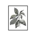 Picture of Black Watercolour Botanical I _GroupedProduct_Rectangle_Portrait_Canvas_Framed_