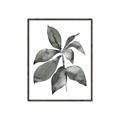 Picture of Black Watercolour Botanical I _GroupedProduct_Rectangle_Portrait_Canvas_Framed_