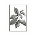 Picture of Black Watercolour Botanical I _GroupedProduct_Rectangle_Portrait_Canvas_Framed_