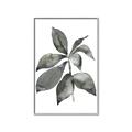 Picture of Black Watercolour Botanical I _GroupedProduct_Rectangle_Portrait_Canvas_Framed_