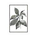 Picture of Black Watercolour Botanical I _GroupedProduct_Rectangle_Portrait_Canvas_Framed_