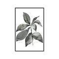 Picture of Black Watercolour Botanical I _GroupedProduct_Rectangle_Portrait_Canvas_Framed_