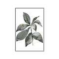 Picture of Black Watercolour Botanical I _GroupedProduct_Rectangle_Portrait_Canvas_Framed_