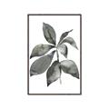 Picture of Black Watercolour Botanical I _GroupedProduct_Rectangle_Portrait_Canvas_Framed_