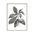 Picture of Black Watercolour Botanical I _GroupedProduct_Rectangle_Portrait_Canvas_Framed_