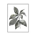 Picture of Black Watercolour Botanical I _GroupedProduct_Rectangle_Portrait_Canvas_Framed_