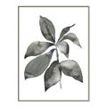 Picture of Black Watercolour Botanical I _GroupedProduct_Rectangle_Portrait_Canvas_Framed_