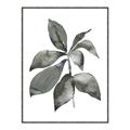 Picture of Black Watercolour Botanical I _GroupedProduct_Rectangle_Portrait_Canvas_Framed_