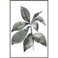 Picture of Black Watercolour Botanical I _GroupedProduct_Rectangle_Portrait_Canvas_Framed_