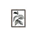 Picture of Black Watercolour Botanical II  _GroupedProduct_Rectangle_Portrait_Canvas_Framed_