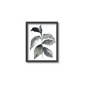 Picture of Black Watercolour Botanical II  _GroupedProduct_Rectangle_Portrait_Canvas_Framed_