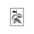 Picture of Black Watercolour Botanical II  _GroupedProduct_Rectangle_Portrait_Canvas_Framed_