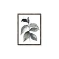Picture of Black Watercolour Botanical II  _GroupedProduct_Rectangle_Portrait_Canvas_Framed_