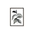 Picture of Black Watercolour Botanical II  _GroupedProduct_Rectangle_Portrait_Canvas_Framed_